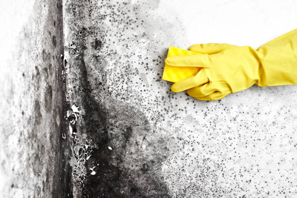 Best Local Mold Removal Service  in Cutchogue, NY
