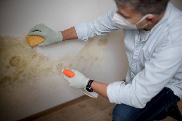 Best Mold Testing  in Cutchogue, NY