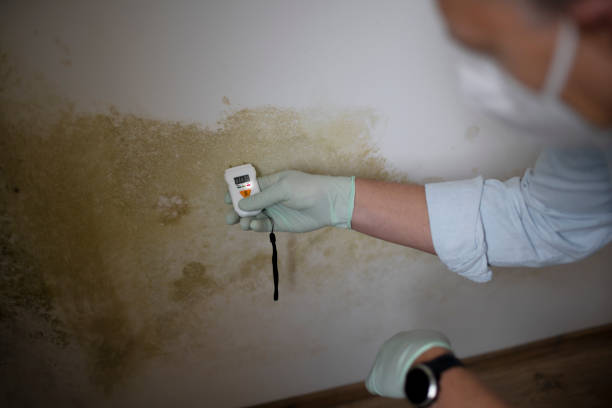 Best Mold Testing  in Cutchogue, NY