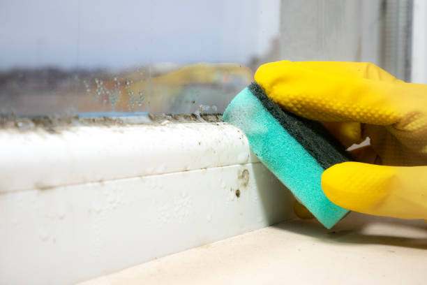 Best Mold Remediation Experts  in Cutchogue, NY