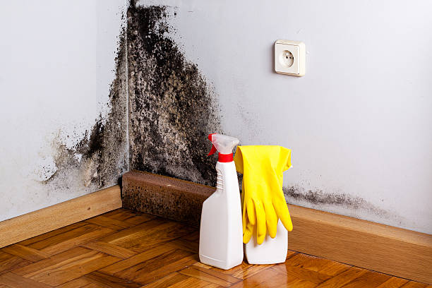 Crawl Space Mold Removal in Cutchogue, NY